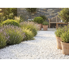 Heller Gartenweg aus weißen Zierkieseln mit Lavendel, Terrakotta-Pflanzgefäßen und einer Steinmauer im Hintergrund.