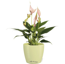 Einblatt Spathiphyllum mit rosa Blüten in einem hellgrünen Pflanztopf mit Lechuza Logo.