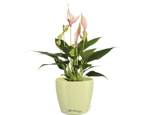 Einblatt Spathiphyllum mit rosa Blüten in einem hellgrünen Pflanztopf mit Lechuza Logo.