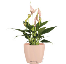 Anthurie mit rosa Blüten im runden Lechuza Deco Pflanztopf.
