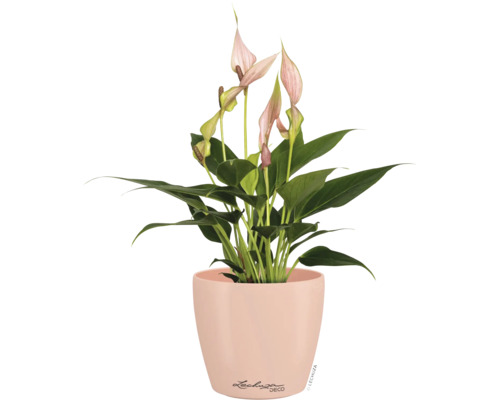 Anthurie mit rosa Blüten im runden Lechuza Deco Pflanztopf.