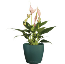 Zimmerpflanze Anthurie mit rosa Blüten in einem dunkelgrünen runden Pflanztopf, Lechuza Logo.