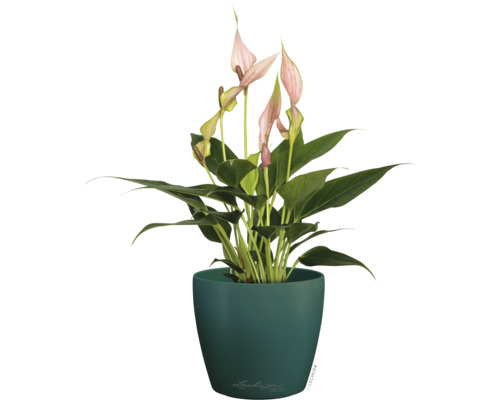 Zimmerpflanze Anthurie mit rosa Blüten in einem dunkelgrünen runden Pflanztopf, Lechuza Logo.