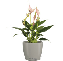 Zimmerpflanze Anthurium mit rosa Blüten in einem grauen Pflanztopf, Lechuza Deco Logo.