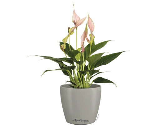 Zimmerpflanze Anthurium mit rosa Blüten in einem grauen Pflanztopf, Lechuza Deco Logo.