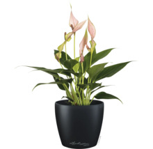 Anthurie mit hellrosa Blüten in einem schwarzen Lechuza Topf.