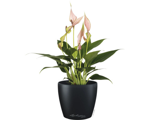 Anthurie mit hellrosa Blüten in einem schwarzen Lechuza Topf.