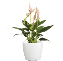 Zimmerpflanze Einblatt mit rosa Blüten in einem runden weißen Lechuza Pflanztopf.