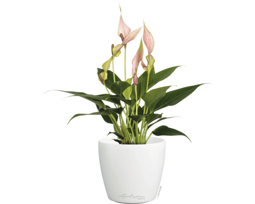 Zimmerpflanze Einblatt mit rosa Blüten in einem runden weißen Lechuza Pflanztopf.