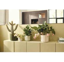 Verschiedene Zimmerpflanzen in Übertöpfen auf einem hellen Sideboard, darunter ein Kaktus und eine Medinilla mit hängenden Blüten.