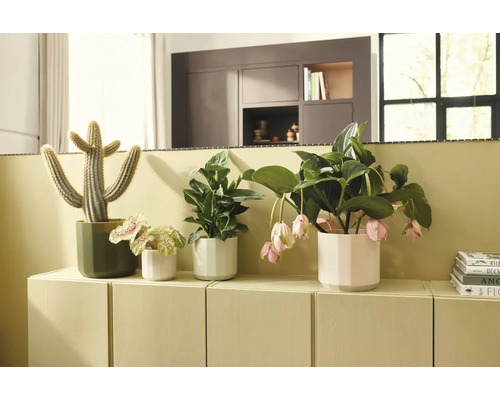Verschiedene Zimmerpflanzen in Übertöpfen auf einem hellen Sideboard, darunter ein Kaktus und eine Medinilla mit hängenden Blüten.