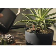 Eine Aloe Vera Pflanze in einem dunkelgrauen Pflanztopf wird mit einer schwarzen Gießkanne bewässert. Der Topf enthält einen Wasserstandsanzeiger.