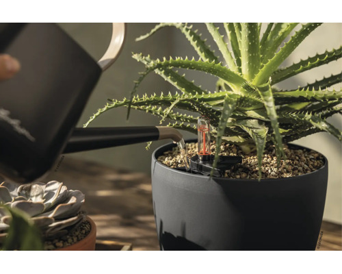 Eine Aloe Vera Pflanze in einem dunkelgrauen Pflanztopf wird mit einer schwarzen Gießkanne bewässert. Der Topf enthält einen Wasserstandsanzeiger.