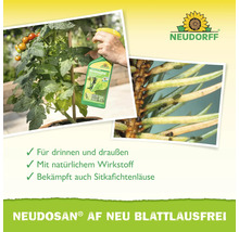 Neudorff Logo. Anwendung von Neudosan AF Neu Blattlausfrei an einer Tomatenpflanze. Nahaufnahme von Sitkafichtenläusen. Für drinnen und draußen.