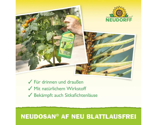 Neudorff Logo. Anwendung von Neudosan AF Neu Blattlausfrei an einer Tomatenpflanze. Nahaufnahme von Sitkafichtenläusen. Für drinnen und draußen.