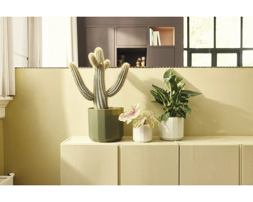 Drei Zimmerpflanzen, darunter ein Kaktus und Blattpflanzen, in facettierten Keramiktöpfen auf einem hellen Sideboard in einem hellen Raum.