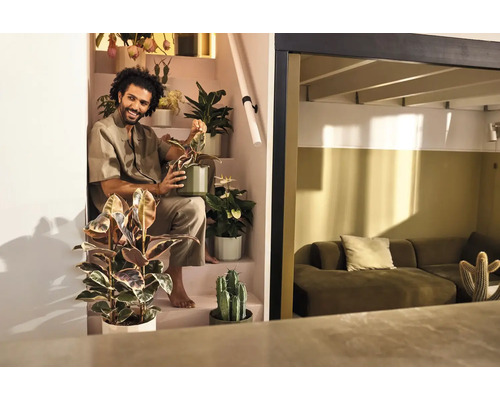 Ein Mann sitzt auf einer Treppe, umgeben von verschiedenen Zimmerpflanzen wie Ficus und Kakteen in einem modernen, hellen Wohnbereich.