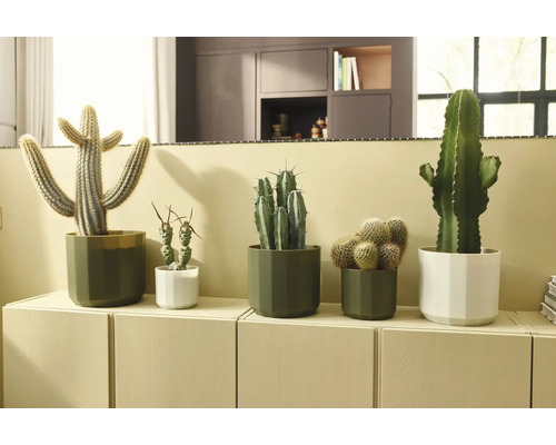 Verschiedene Kakteen in modernen grünen und weißen Töpfen auf einem hellen Sideboard in einem hellen, organisierten Wohnraum.