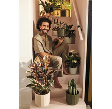 Ein lächelnder Mann sitzt auf einer Treppe, umgeben von verschiedenen Zimmerpflanzen in modernen Blumentöpfen, wie Ficus und Kakteen.