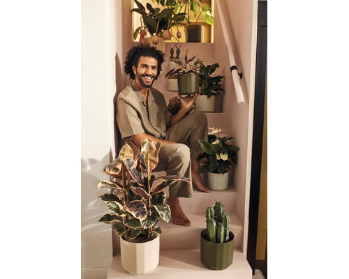 Ein lächelnder Mann sitzt auf einer Treppe, umgeben von verschiedenen Zimmerpflanzen in modernen Blumentöpfen, wie Ficus und Kakteen.