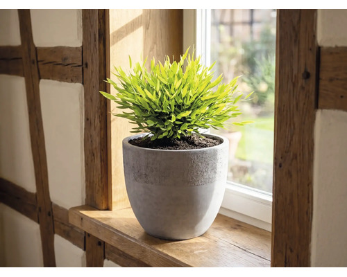 Grüne Pflanze in einem grauen, strukturierten Topf auf einer hölzernen Fensterbank vor einem Fenster.