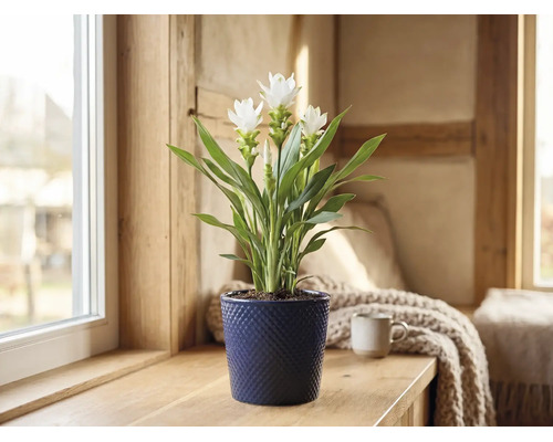 Safranwurz, Kurkuma FloraSelf Curcuma 'Siam Sisto' H ca. 55 | HORNBACH