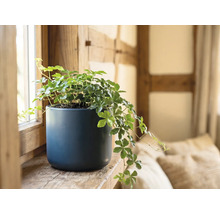 Zimmerrebe Cissus rhombifolia in einem blauen Keramiktopf auf einem Fensterbrett aus Holz.