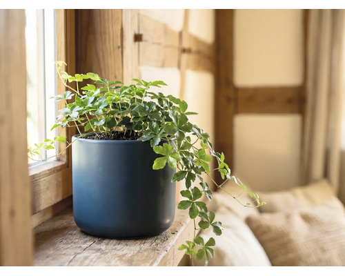 Zimmerrebe Cissus rhombifolia in einem blauen Keramiktopf auf einem Fensterbrett aus Holz.