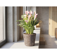 Rosa Zantedeschia Zimmerpflanze in einem braunen Topf auf einer Fensterbank in einem hellen, modernen Raum.