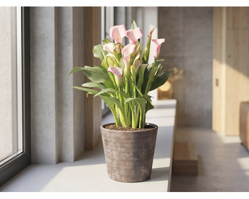 Rosa Zantedeschia Zimmerpflanze in einem braunen Topf auf einer Fensterbank in einem hellen, modernen Raum.