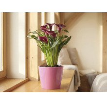 Calla Zantedeschia mit dunkelroten Blüten in einem rosa Übertopf auf einer hölzernen Fensterbank in einem hellen Raum.