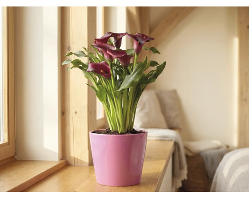 Calla Zantedeschia mit dunkelroten Blüten in einem rosa Übertopf auf einer hölzernen Fensterbank in einem hellen Raum.