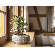 Bonsai in einem strukturierten Keramiktopf auf einer hölzernen Fensterbank in einem hellen Raum.