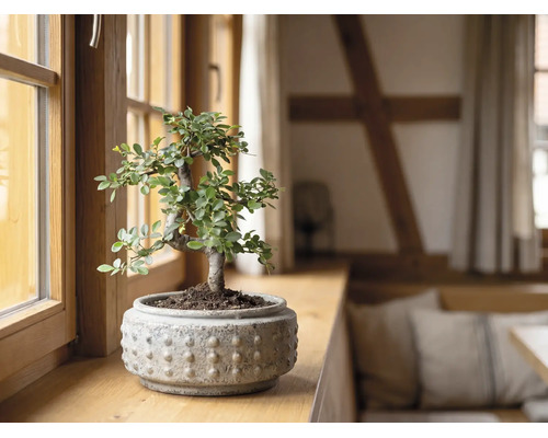 Bonsai in einem strukturierten Keramiktopf auf einer hölzernen Fensterbank in einem hellen Raum.