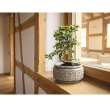 Bonsai-Zimmerpflanze in einem strukturierten Keramiktopf auf einer hölzernen Fensterbank in einem hellen, organisierten Raum mit sichtbarem Fachwerk.