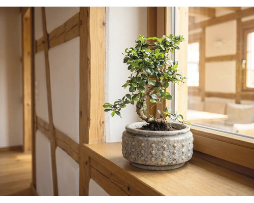 Bonsai-Zimmerpflanze in einem strukturierten Keramiktopf auf einer hölzernen Fensterbank in einem hellen, organisierten Raum mit sichtbarem Fachwerk.