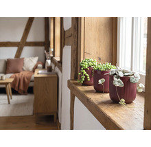 Drei Zimmerpflanzen in gerillten Keramiktöpfen auf einer hölzernen Fensterbank in einem hellen, rustikalen Wohnzimmer mit Holzbalken.