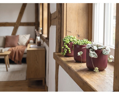 Drei Zimmerpflanzen in gerillten Keramiktöpfen auf einer hölzernen Fensterbank in einem hellen, rustikalen Wohnzimmer mit Holzbalken.