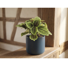 Pilea involucrata Moon Valley in einem dunkelblauen Keramiktopf auf einem Holzregal.