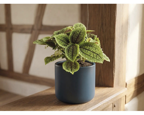 Pilea involucrata Moon Valley in einem dunkelblauen Keramiktopf auf einem Holzregal.