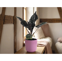 Alocasia Zimmerpflanze in einem pinken geriffelten Übertopf auf einem Holzregal in einem hellen Raum mit Fachwerkbalken und Kissen.