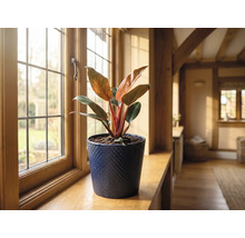 Philodendron im blauen Keramik-Übertopf auf einer hölzernen Fensterbank in einem hellen Raum.
