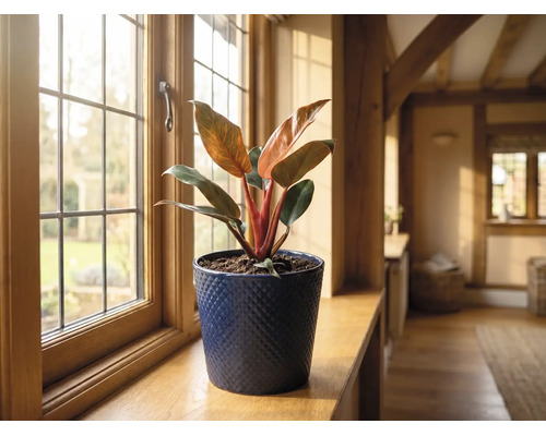Philodendron im blauen Keramik-Übertopf auf einer hölzernen Fensterbank in einem hellen Raum.