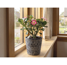 Blühende Wüstenrose Adenium in einem dekorativen Übertopf auf einer Fensterbank aus Holz.