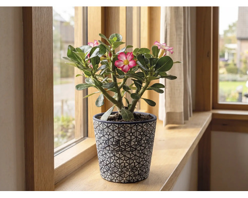Blühende Wüstenrose Adenium in einem dekorativen Übertopf auf einer Fensterbank aus Holz.