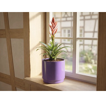 Bromelie mit roter Blüte im lila Übertopf auf einer hölzernen Fensterbank vor einem Fenster.