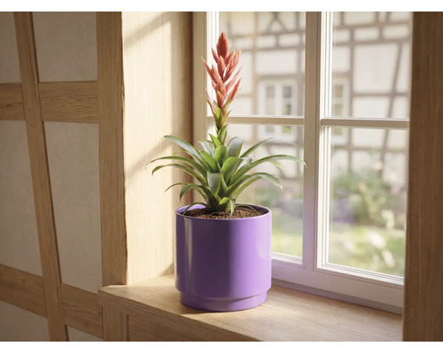 Bromelie mit roter Blüte im lila Übertopf auf einer hölzernen Fensterbank vor einem Fenster.