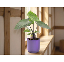 Alocasia Zimmerpflanze mit großen grünen Blättern in einem lila Keramikübertopf auf einer hölzernen Fensterbank in einem hellen Raum.
