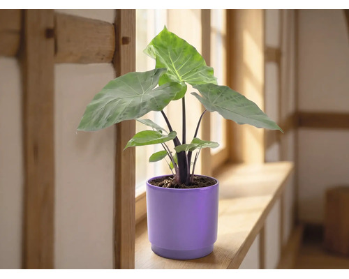 Alocasia Zimmerpflanze mit großen grünen Blättern in einem lila Keramikübertopf auf einer hölzernen Fensterbank in einem hellen Raum.