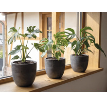 Drei Monstera-Pflanzen in dunkelgrauen Blumentöpfen auf einer hölzernen Fensterbank in einem hellen Raum.